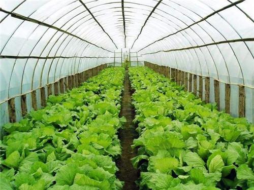 空气能热泵如何给植物养殖创造环境？